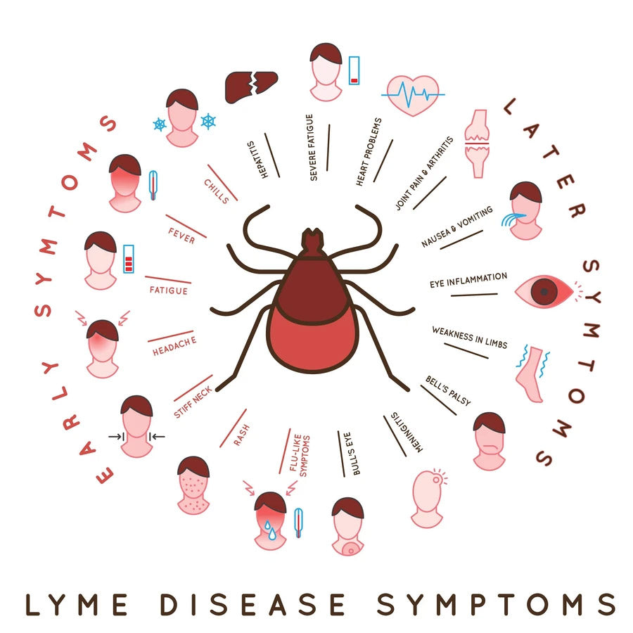 Bewustwording van de symptomen en diagnose van de ziekte van Lyme en de manieren om deze te voorkomen