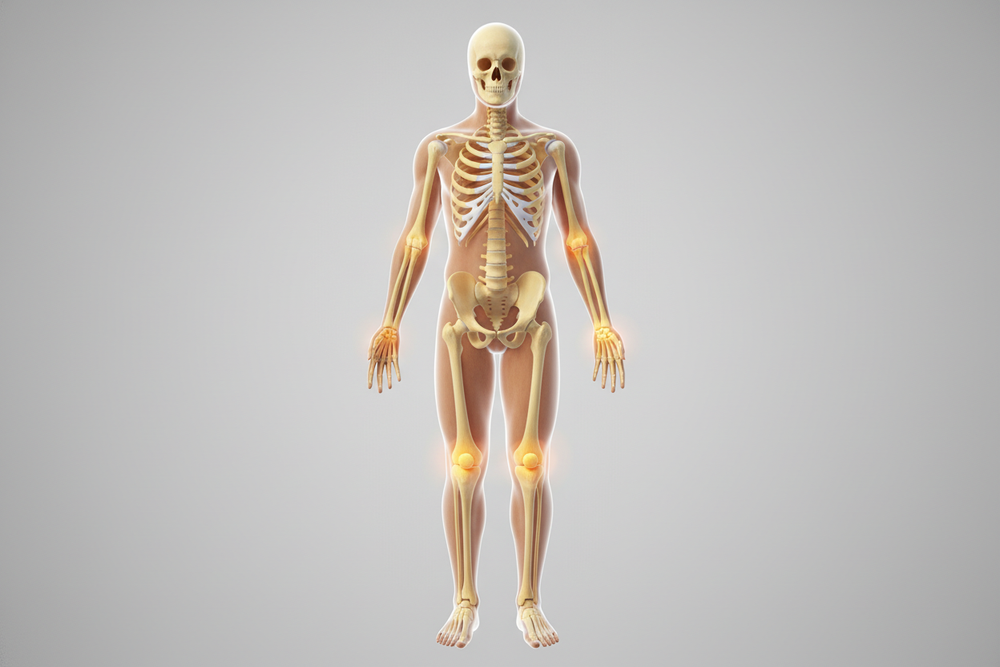 3D model of a human skeleton and muscles on a gray background