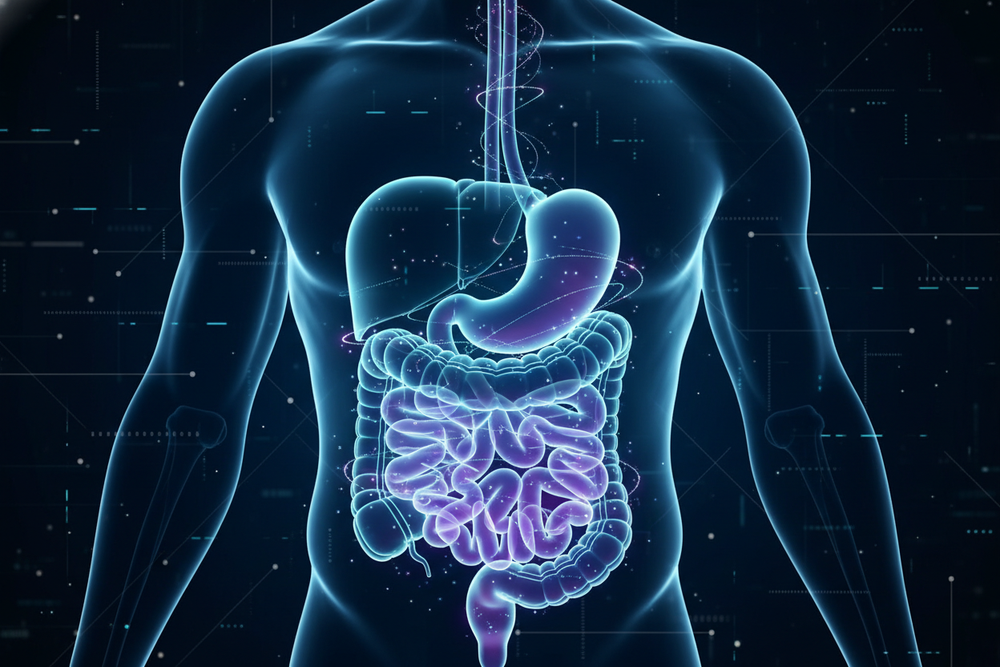 Digital illustration of a human body with highlighted digestive system on a dark background.